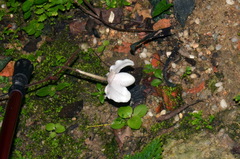 Paphiopedilum niveum