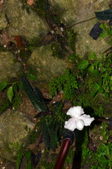 Paphiopedilum niveum