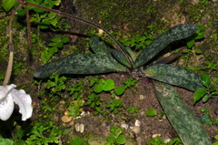Paphiopedilum niveum