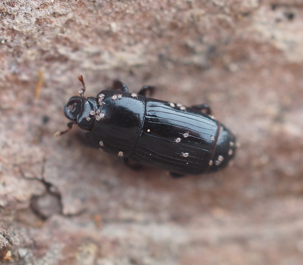 Platysoma filiforme