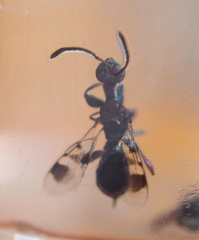 Heydenia pretiosa