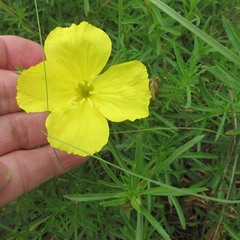 Oenothera berlandieri