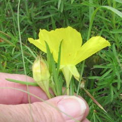 Oenothera berlandieri