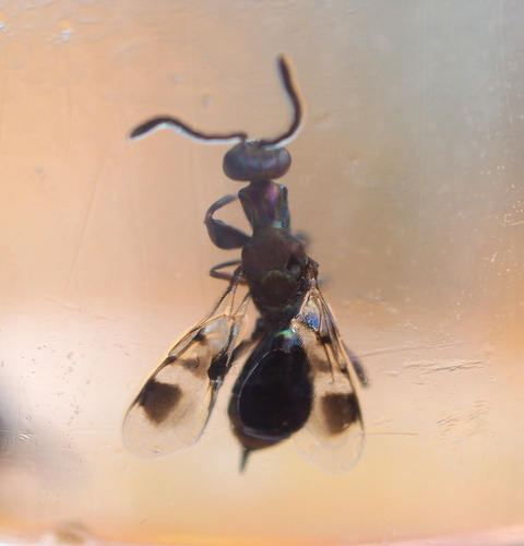 Heydenia pretiosa