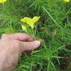Oenothera berlandieri