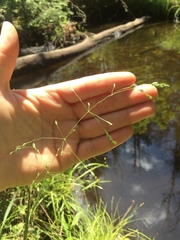 Poa alsodes
