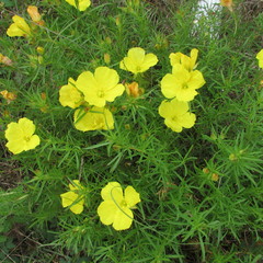 Oenothera berlandieri