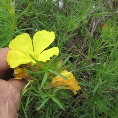 Oenothera berlandieri