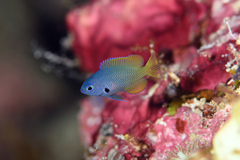Black-Edged Damsel photo 3