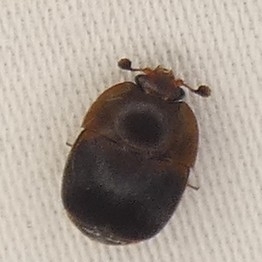 Small Hive Beetle photo 4
