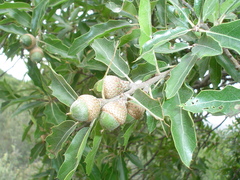 Quercus saltillensis