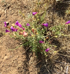 Penstemon heterophyllus
