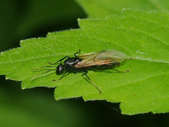 Camponotus pennsylvanicus