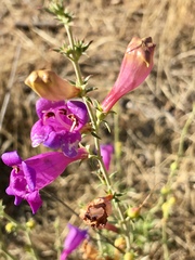 Penstemon heterophyllus