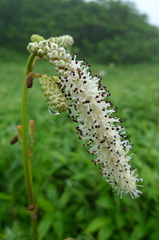 Sanguisorba parviflora