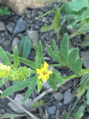 Ranunculus inamoenus