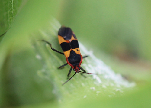 Large Milkweed Bug photographed in New Hampshire
