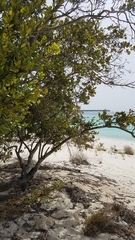 Sarcomphalus domingensis