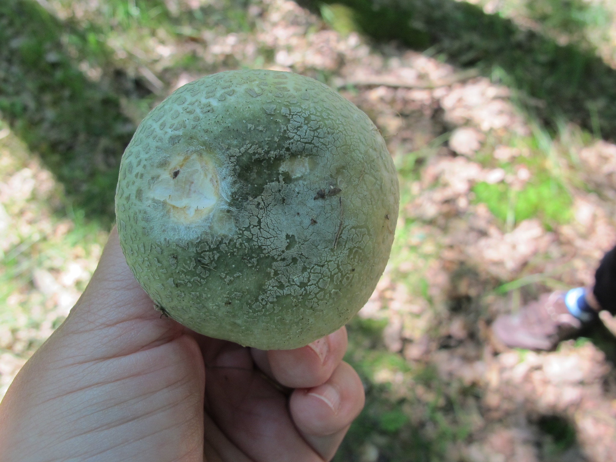 Russula virescens image