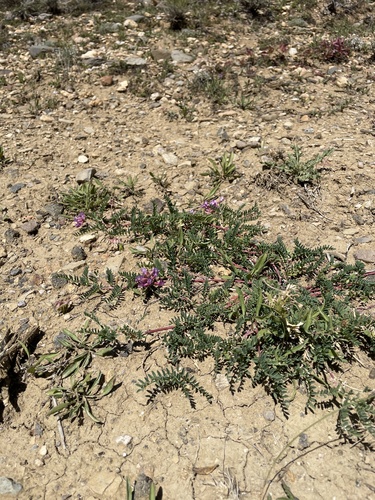 Hall's milkvetch (Astragalus hallii)