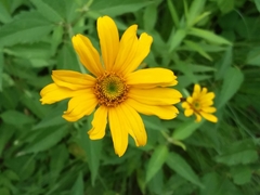 Heliopsis