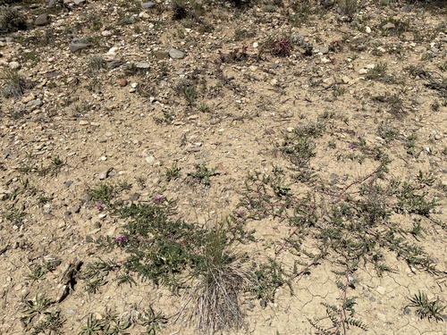 Image of Astragalus hallii by (c) Stephen Hornbeck, some rights reserved (CC BY)