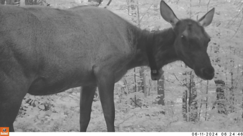 Elk photographed in Michigan