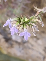 Lobelia dunnii