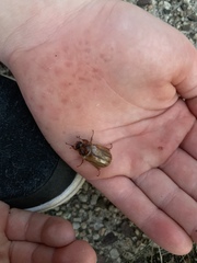 Amphimallon solstitiale