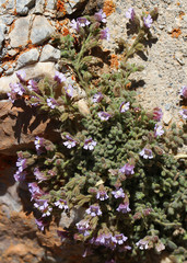 Chaenorhinum glareosum