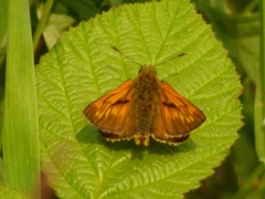 Ochlodes sylvanus