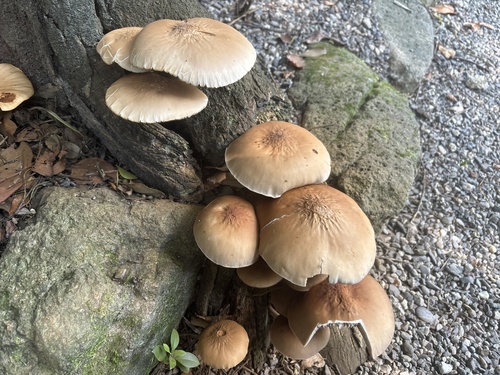 Cyclocybe cylindracea