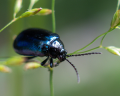 Agelastica alni