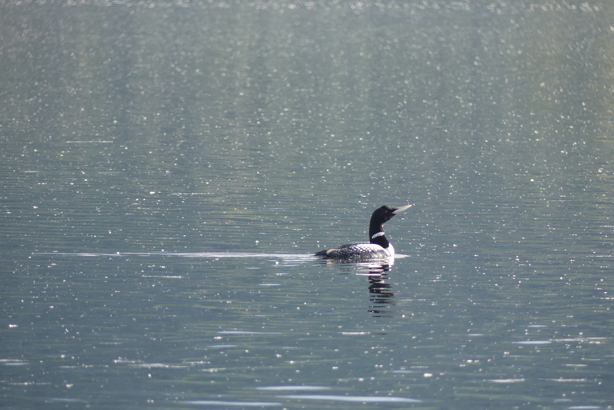 Yellow-billed Loon
