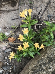 Diplacus longiflorus