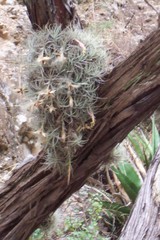 Tillandsia erubescens