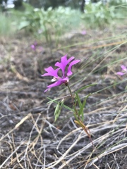Clarkia pulchella