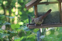 Cardinalis cardinalis