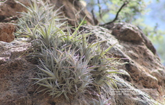 Tillandsia albida