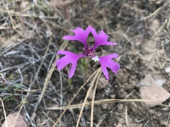 Clarkia pulchella