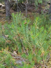 Phyllodoce empetriformis