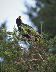 Sturnus vulgaris