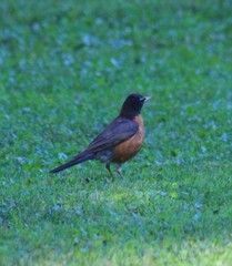 Turdus migratorius