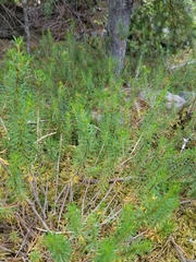 Phyllodoce empetriformis