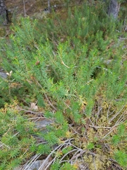 Phyllodoce empetriformis