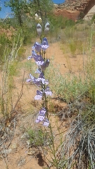 Penstemon comarrhenus