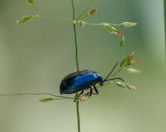 Agelastica alni