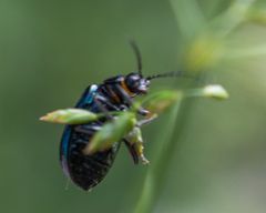 Agelastica alni
