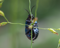 Agelastica alni