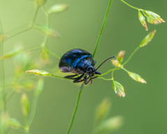 Agelastica alni